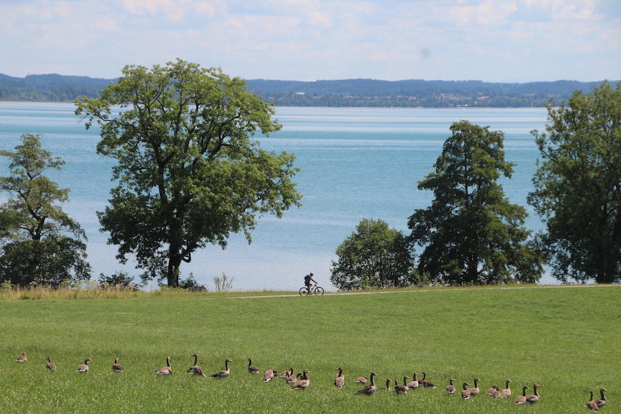 Der Chiemsee bei Gstadt - die Gänse finden ihn auch toll