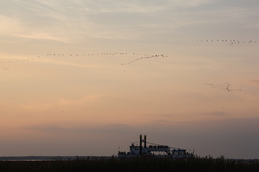 Kraniche und Kranichbeobachter am Bodden