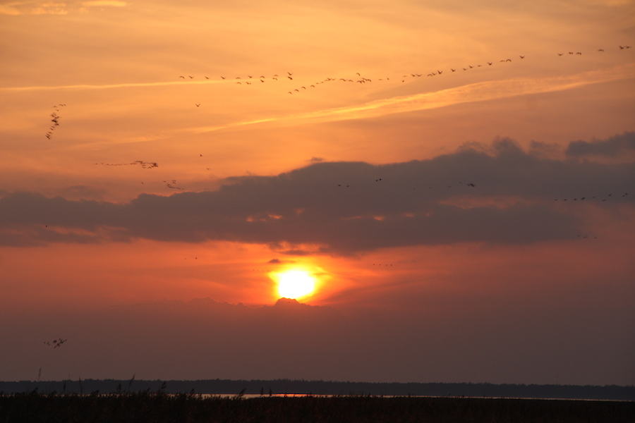 Kraniche und Kranichbeobachter am Bodden