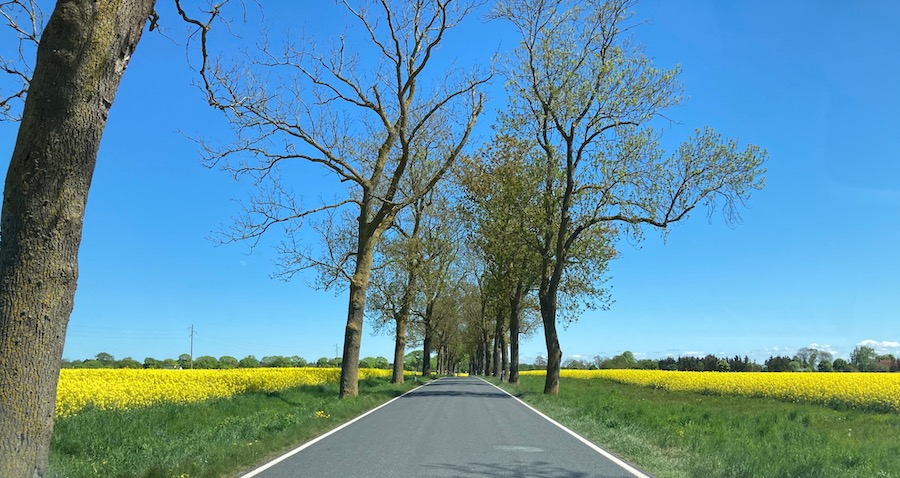 Allee durch die Rapsfelder bei Groß-Polzin/Peenetal