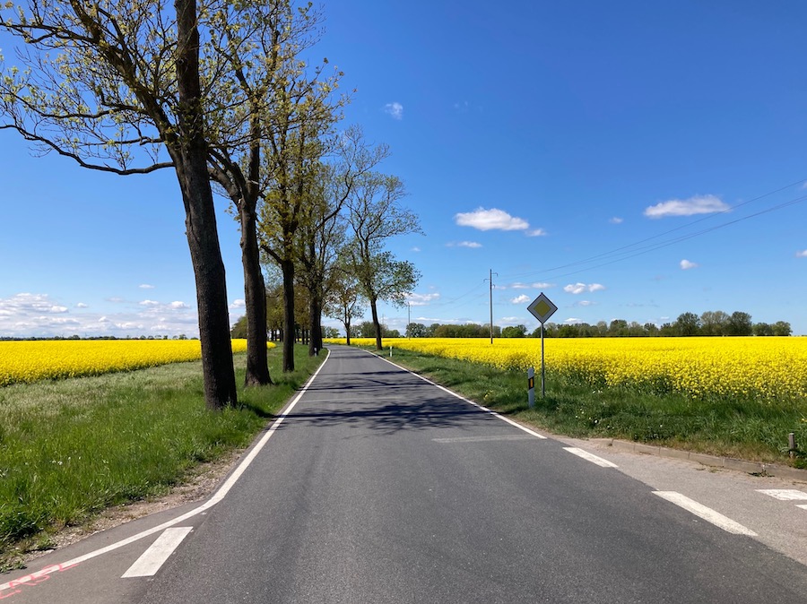 Typische Allee durch riesige Rapsfelder