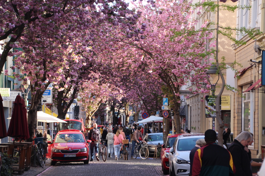 Kirschblüte in der Bonner Altstadt