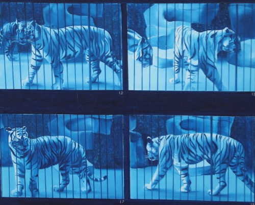 Der Tiger