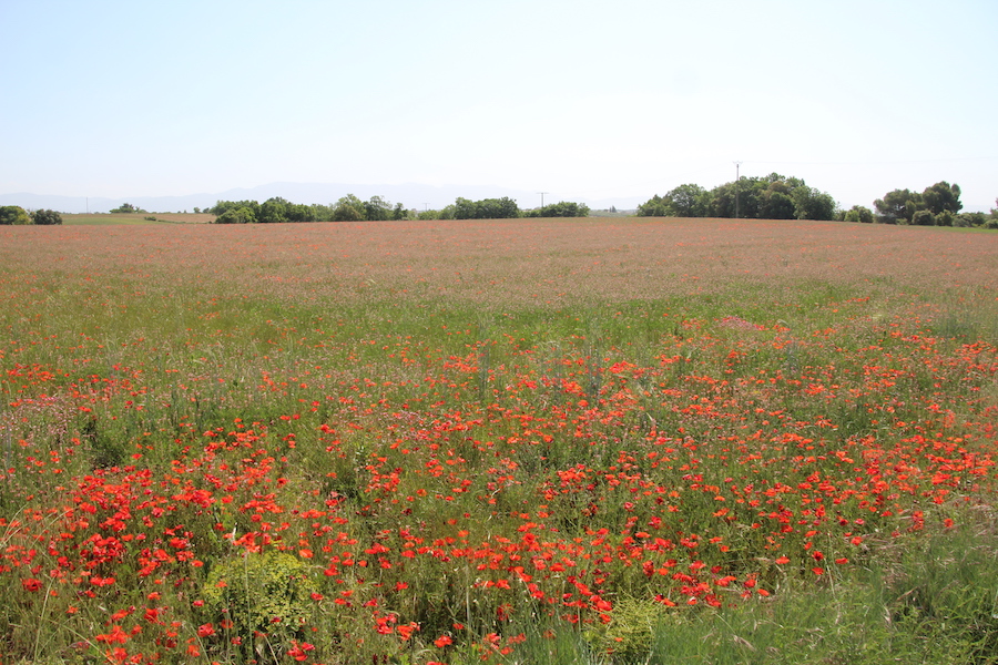 Blühende Mohnfelder bei Valensole