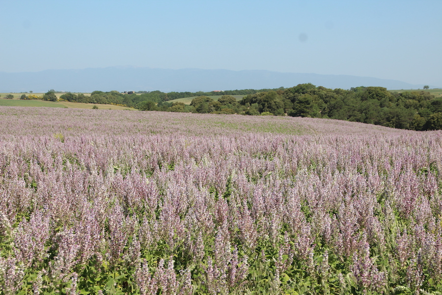 Muskateller-Salbei auf einem Acker bei Valensole