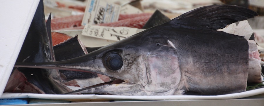 Diesen Schwertfisch sahen wir in Dorsoduro